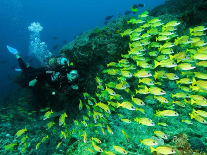 Machangulo Beach Lodge, Colorful, Diving, Funsport, Sport, Nature, Reef