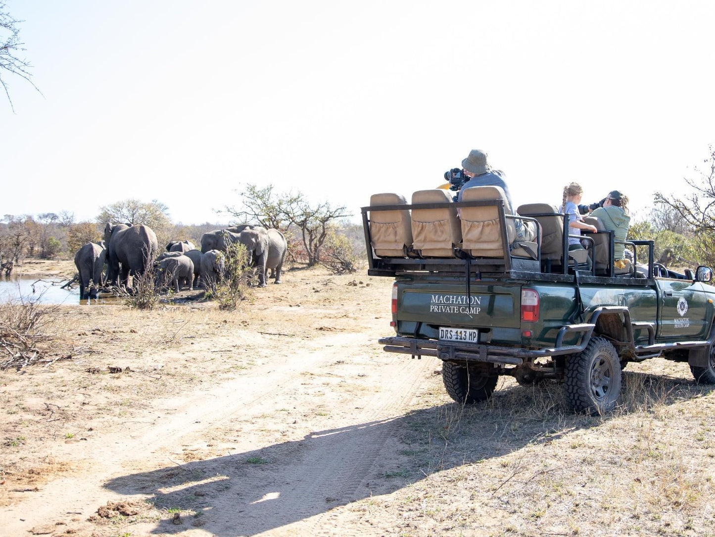 Machaton Private Camp Timbavati Reserve Mpumalanga South Africa Animal