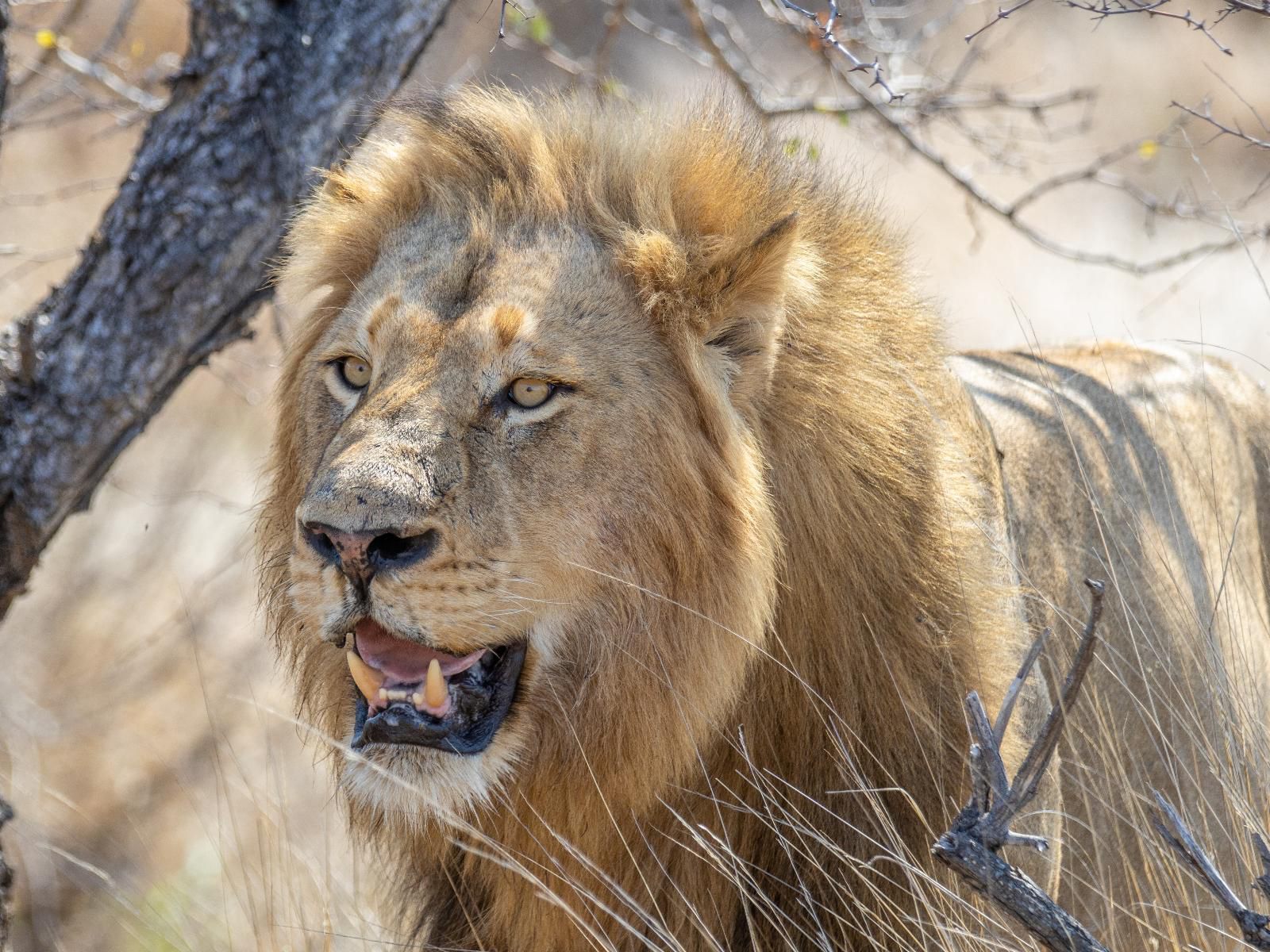 Machaton Private Camp Timbavati Reserve Mpumalanga South Africa Lion, Mammal, Animal, Big Cat, Predator