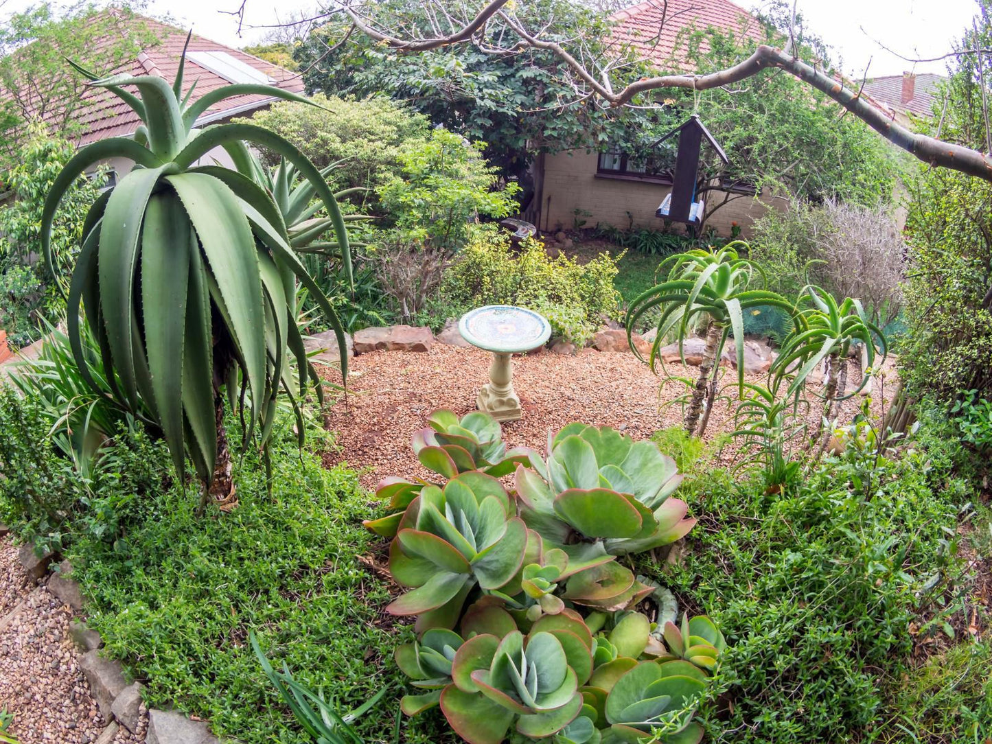 Mackaya Bella Guest House Glenwood Durban Kwazulu Natal South Africa Plant, Nature, Garden