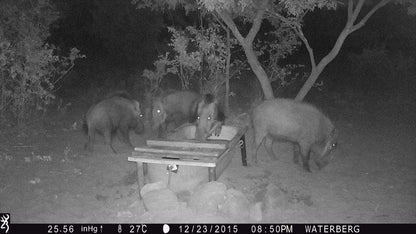 Madikela Game Lodge Vaalwater Limpopo Province South Africa Colorless, Black And White, Animal