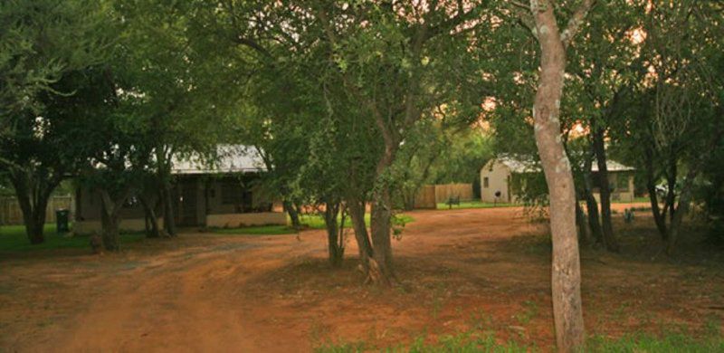 Madikwena Game Farm Groot Marico North West Province South Africa Tree, Plant, Nature, Wood