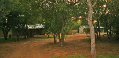 Madikwena Game Farm Groot Marico North West Province South Africa Tree, Plant, Nature, Wood