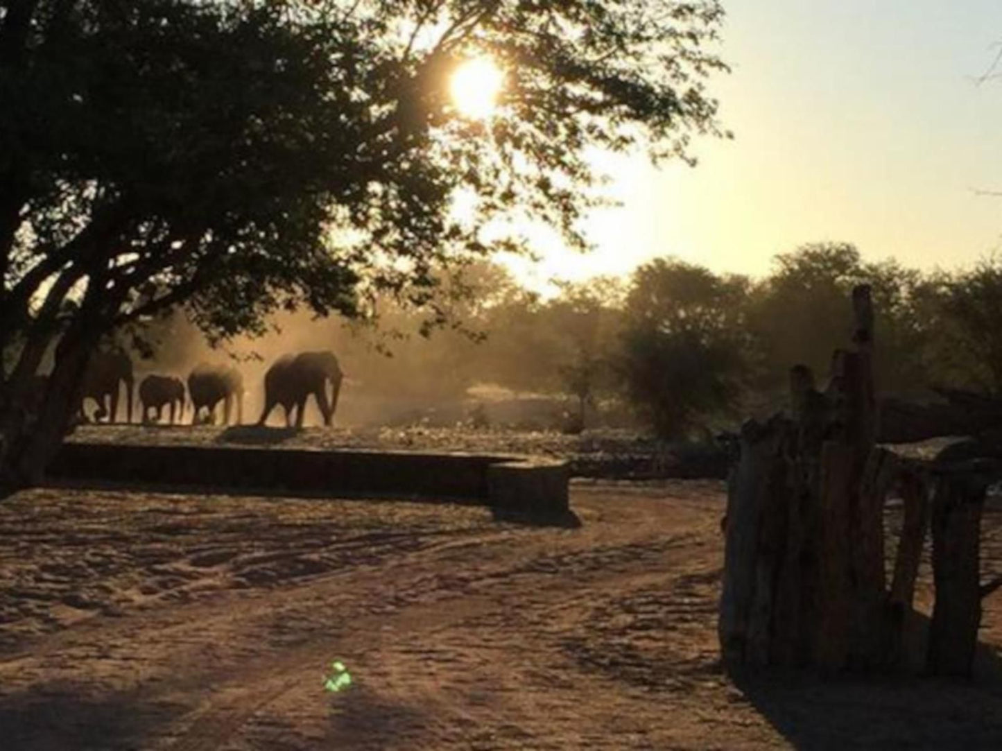 Madisa Camp, Elephant, Mammal, Animal, Herbivore