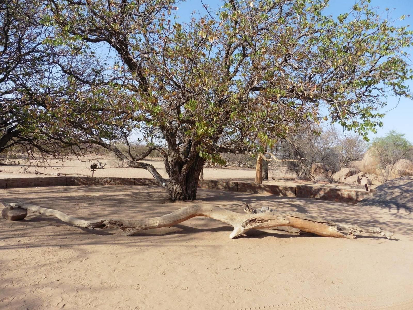 Madisa Camp, Reptile, Animal, Desert, Nature, Sand