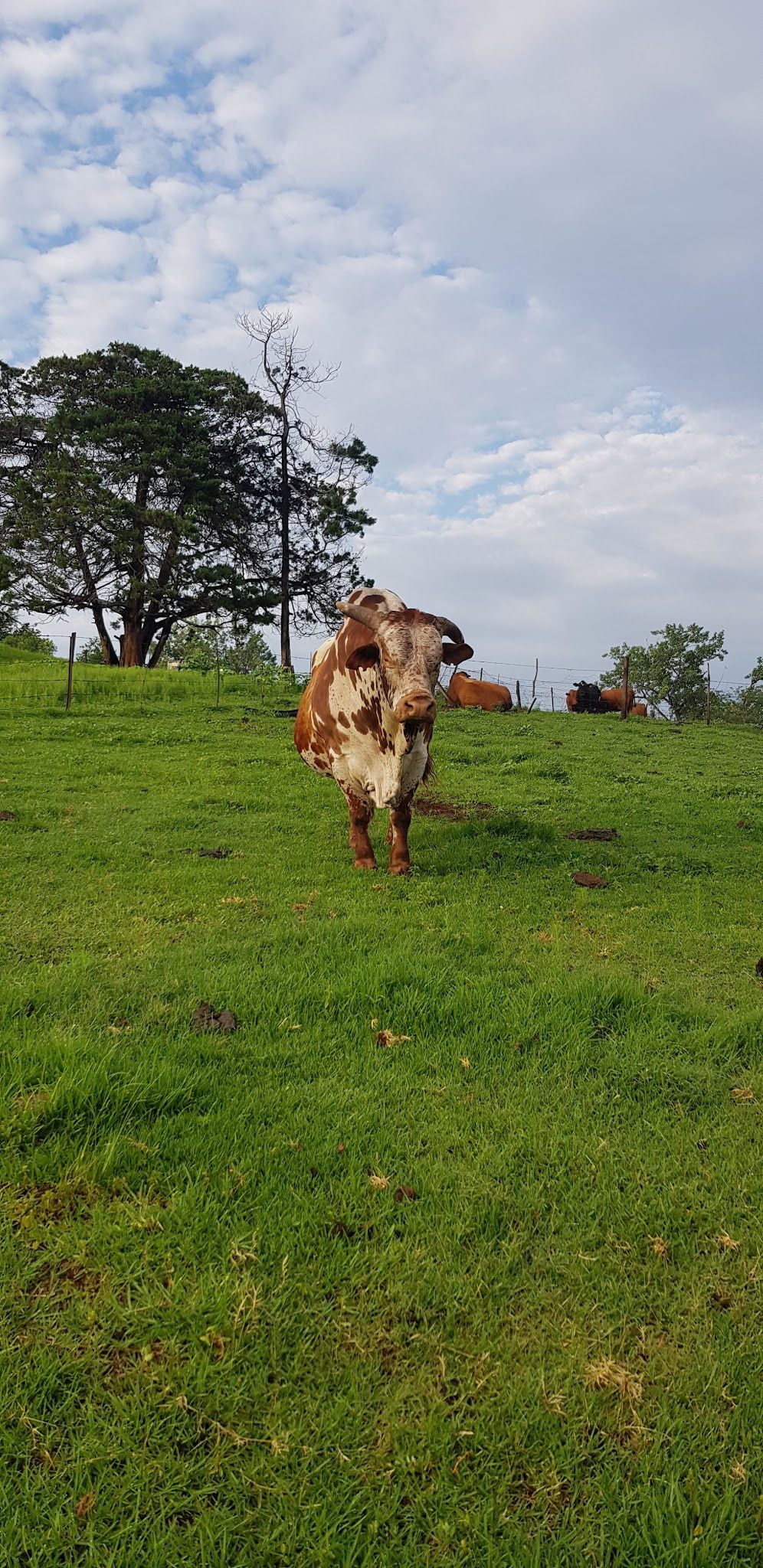 Madrid Farm Cottages Clarens Free State South Africa Complementary Colors, Cow, Mammal, Animal, Agriculture, Farm Animal, Herbivore