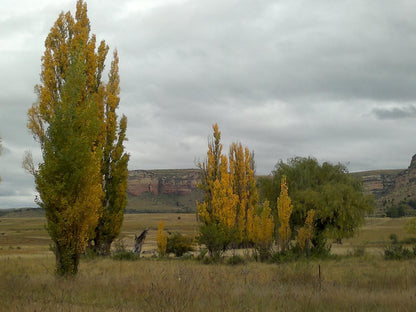 Mafube Mountain Retreat Fouriesburg Free State South Africa Tree, Plant, Nature, Wood