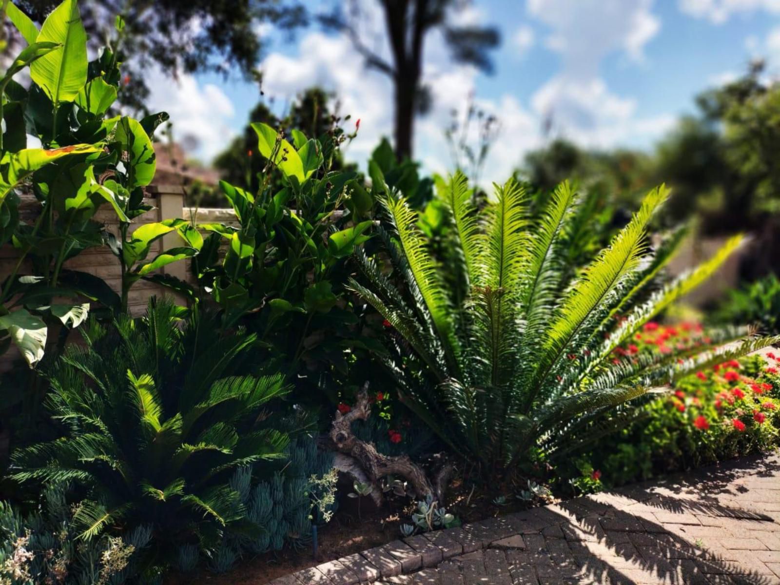 Magalies B&B, Palm Tree, Plant, Nature, Wood, Garden