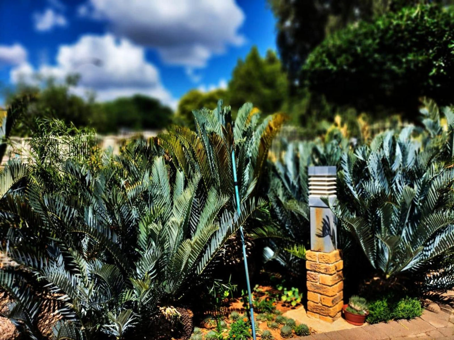 Magalies B&B, Palm Tree, Plant, Nature, Wood, Garden