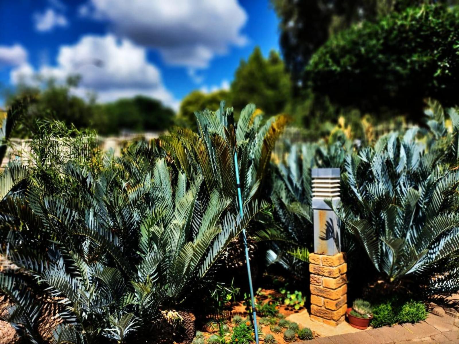 Magalies B&B, Palm Tree, Plant, Nature, Wood, Garden