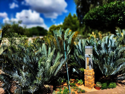 Magalies B&B, Palm Tree, Plant, Nature, Wood, Garden