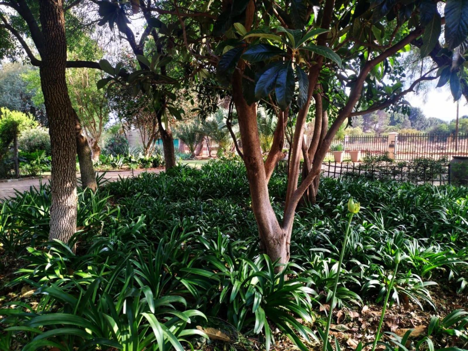 Magalies B&B, Palm Tree, Plant, Nature, Wood, Garden