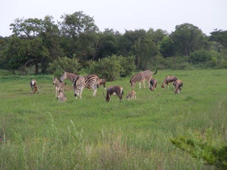 Magalies Wild Game Farm Magaliesburg Gauteng South Africa Animal