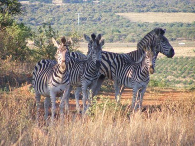 Magalies Wild Game Farm Magaliesburg Gauteng South Africa Zebra, Mammal, Animal, Herbivore