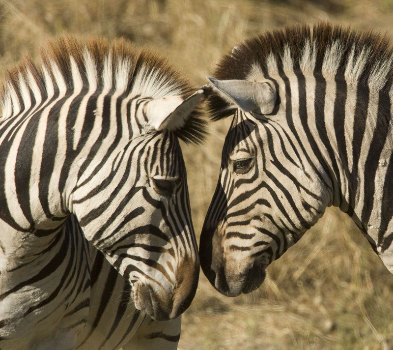 Magari Bush Villa Vaalwater Limpopo Province South Africa Sepia Tones, Zebra, Mammal, Animal, Herbivore