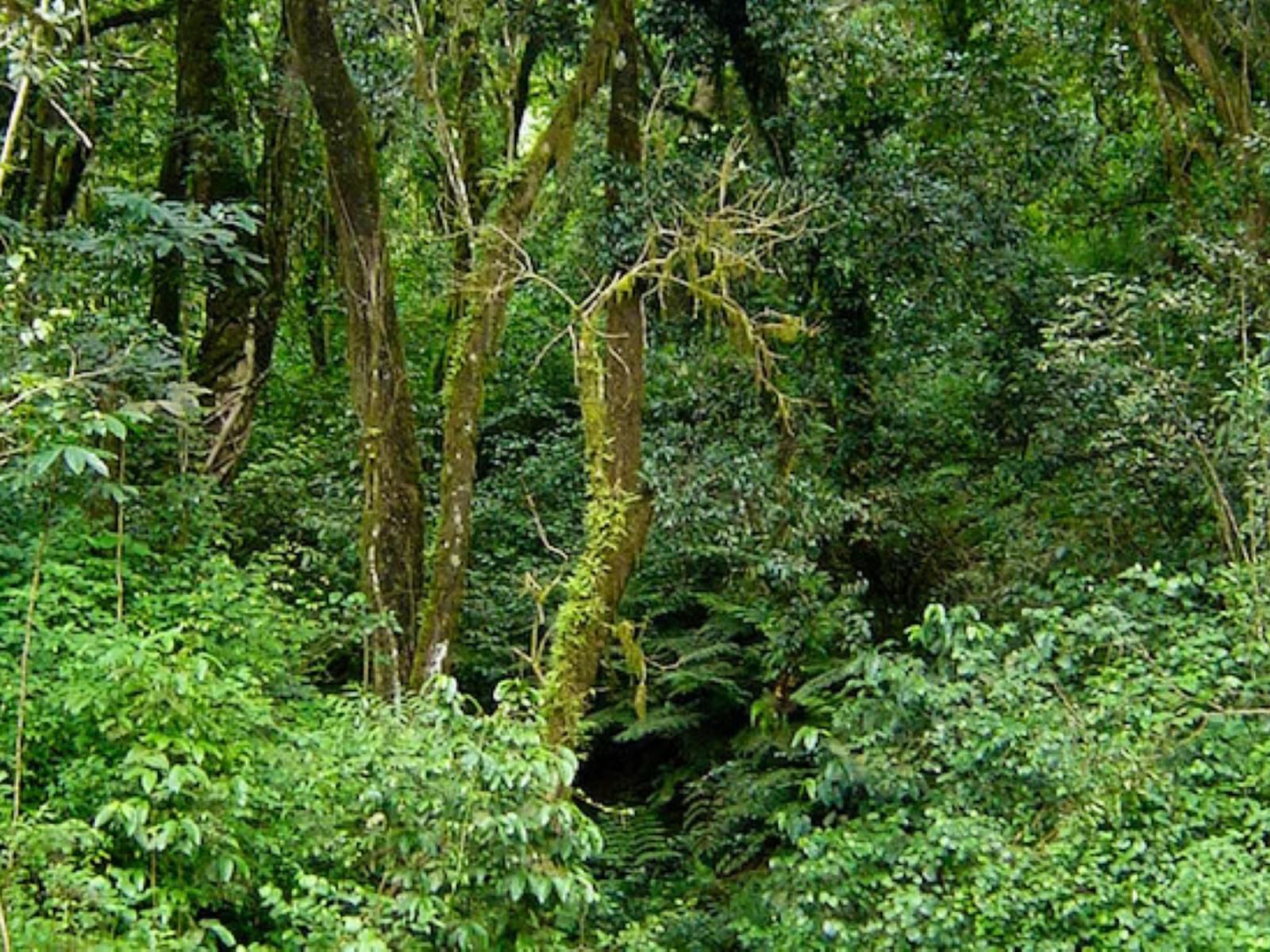 Magoebaskloof Adventures Magoebaskloof Limpopo Province South Africa Forest, Nature, Plant, Tree, Wood