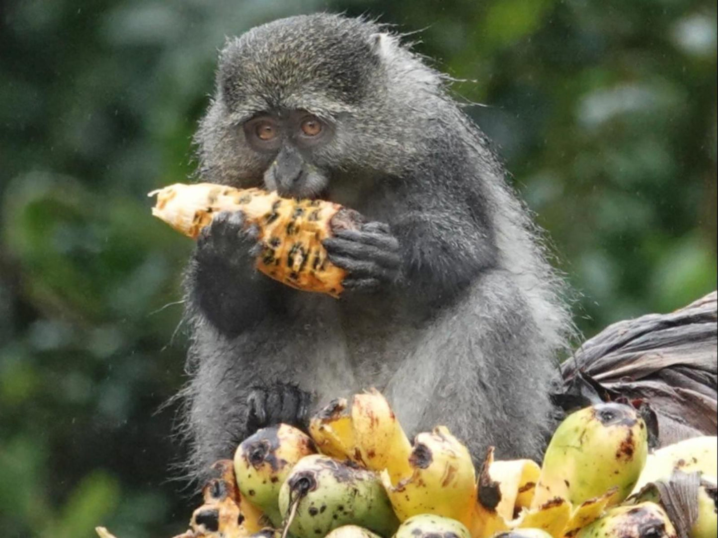 Magoebaskloof Birders Cottages Magoebaskloof Limpopo Province South Africa Chimpanzee, Primate, Mammal, Animal