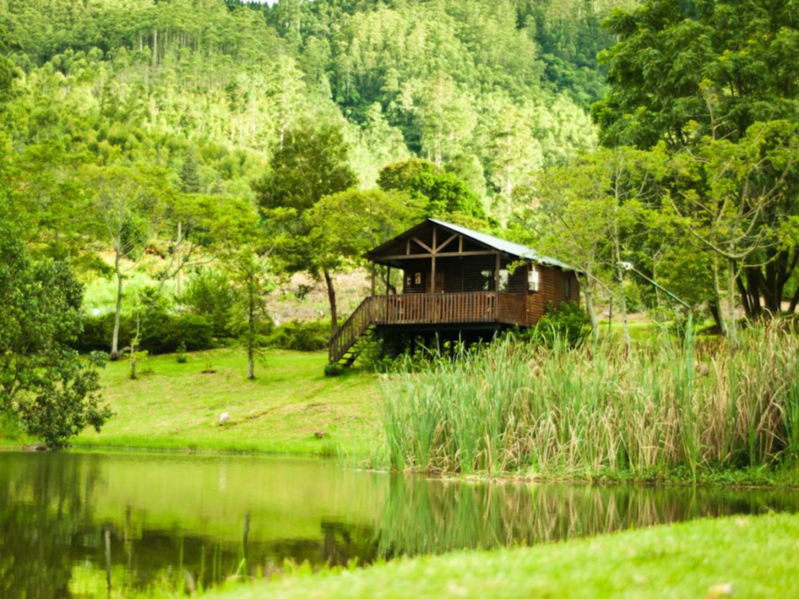 Magoebaskloof Getaway Haenertsburg Limpopo Province South Africa Colorful, Tree, Plant, Nature, Wood