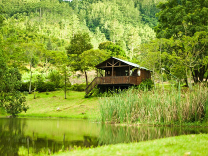 Magoebaskloof Getaway Haenertsburg Limpopo Province South Africa Colorful, Tree, Plant, Nature, Wood