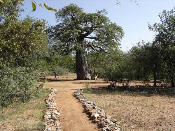 Magorgor Safari Lodge Musina Messina Limpopo Province South Africa Plant, Nature, Tree, Wood