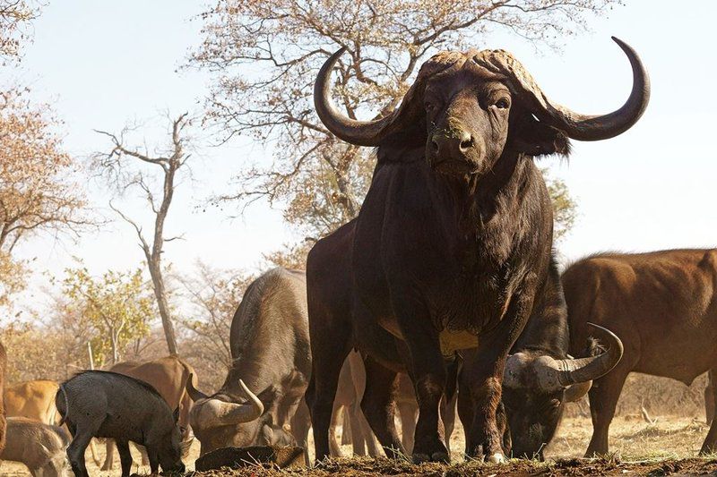 Ukuta Private Game Reserve Vaalwater Limpopo Province South Africa Water Buffalo, Mammal, Animal, Herbivore