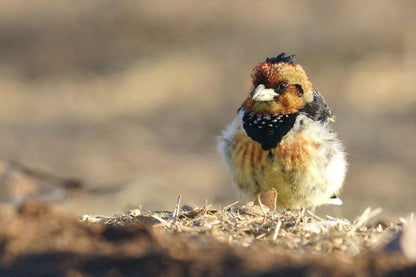 Ukuta Private Game Reserve Vaalwater Limpopo Province South Africa Chicken, Bird, Animal, Agriculture, Farm Animal