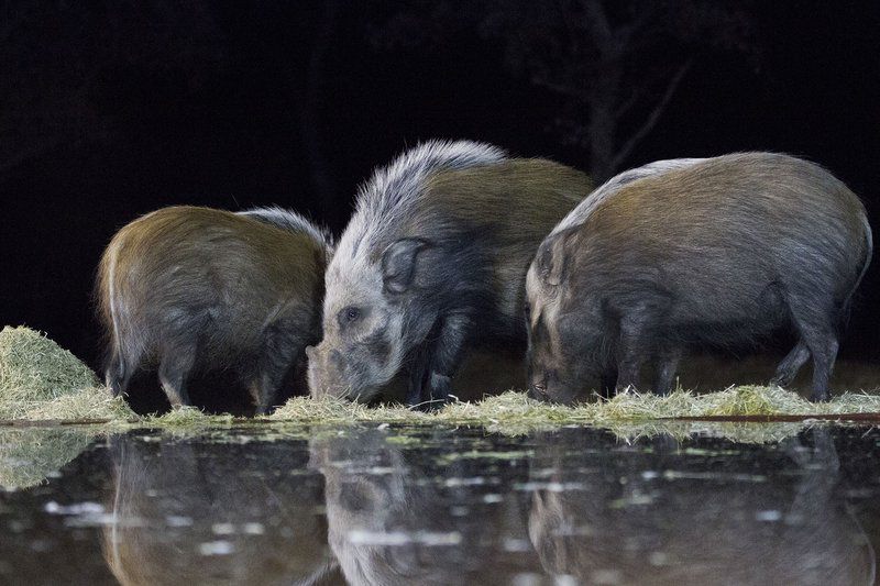 Ukuta Private Game Reserve Vaalwater Limpopo Province South Africa Animal