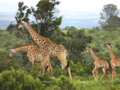 Kariega Game Reserve Main Lodge Kenton On Sea Eastern Cape South Africa Giraffe, Mammal, Animal, Herbivore