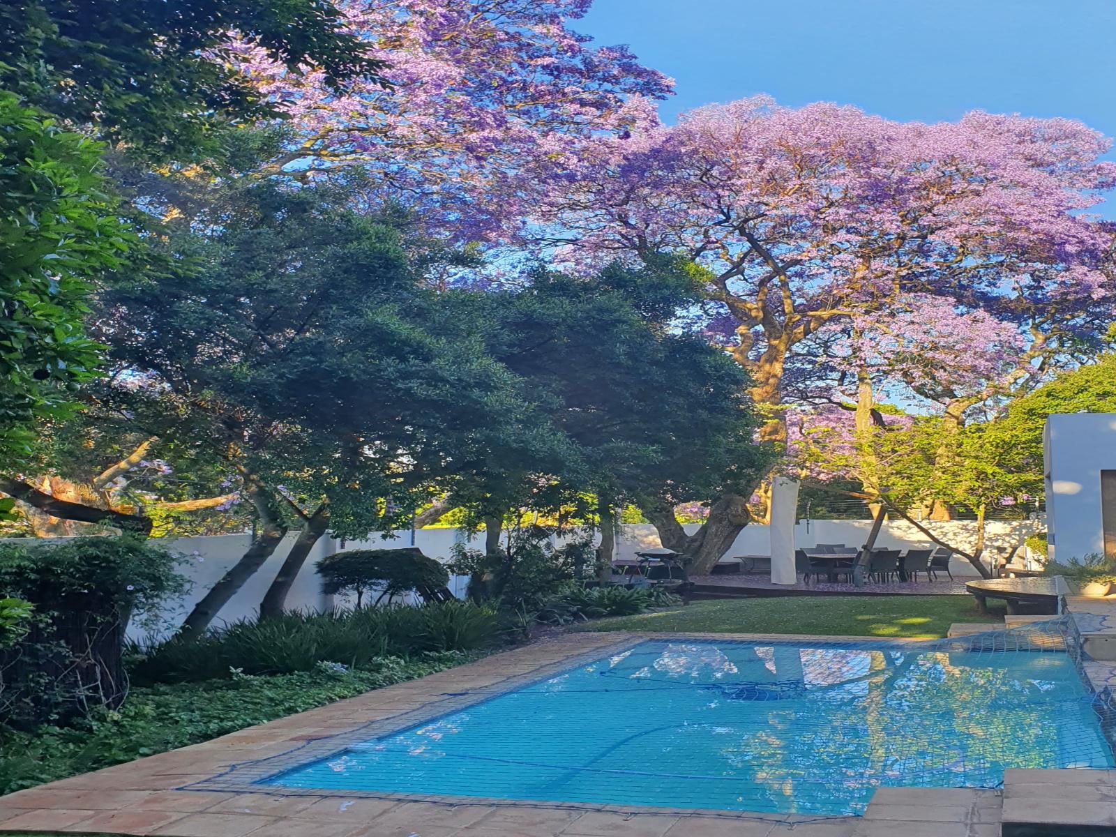 Maison Jacaranda Parkview Johannesburg Gauteng South Africa Garden, Nature, Plant, Swimming Pool