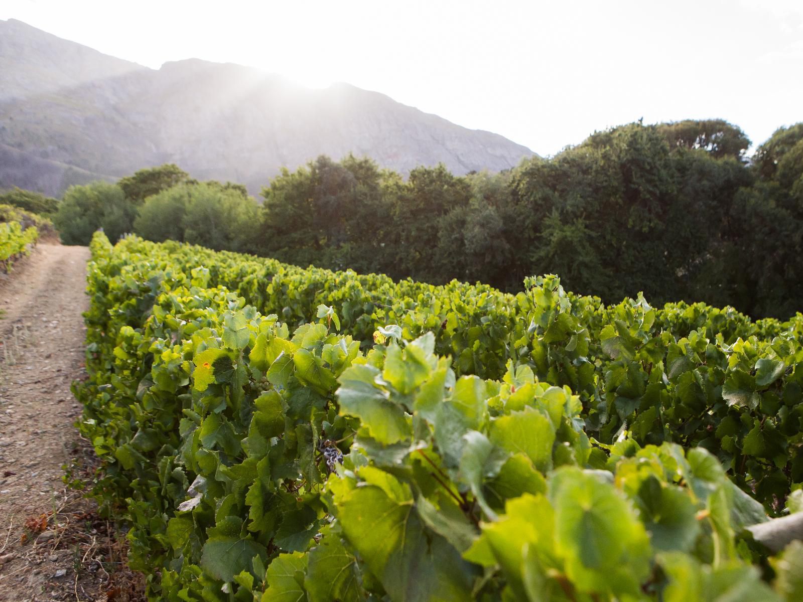 Maison Montagne Dieu Donne Vineyards Franschhoek Western Cape South Africa Grape, Fruit, Food