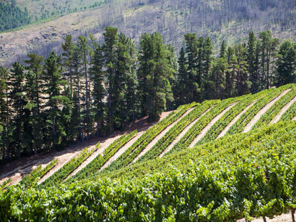 Maison Montagne Dieu Donne Vineyards Franschhoek Western Cape South Africa Tree, Plant, Nature, Wood, Wine, Drink, Wine Glass, Glass, Drinking Accessoire