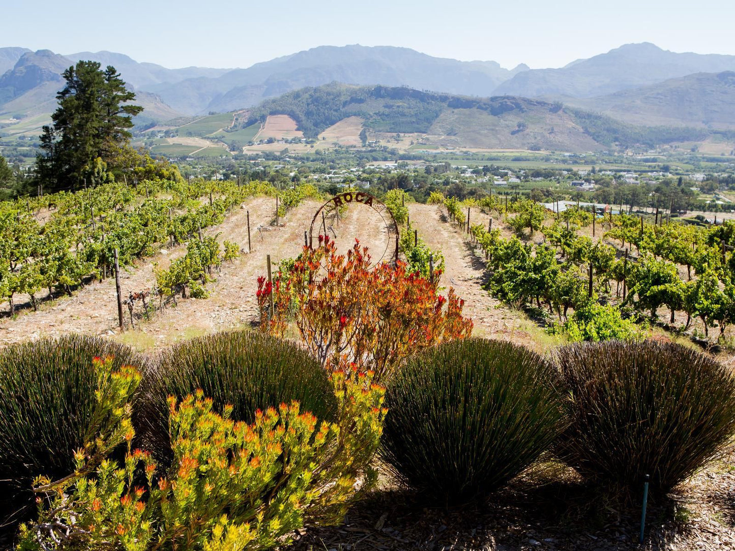 Maison Montagne Dieu Donne Vineyards Franschhoek Western Cape South Africa Field, Nature, Agriculture, Plant