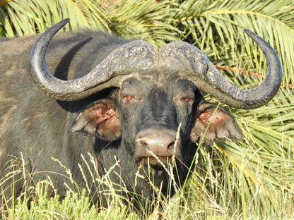 Makakatana Bay Lodge St Lucia Kwazulu Natal South Africa Water Buffalo, Mammal, Animal, Herbivore