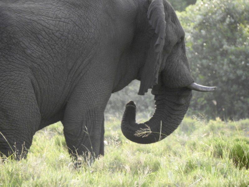 Makakatana Bay Lodge St Lucia Kwazulu Natal South Africa Elephant, Mammal, Animal, Herbivore, Rhino