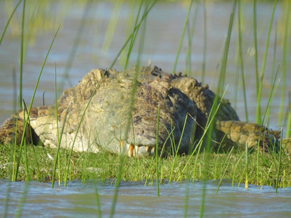 Makakatana Bay Lodge St Lucia Kwazulu Natal South Africa Crocodile, Reptile, Animal, Predator, River, Nature, Waters