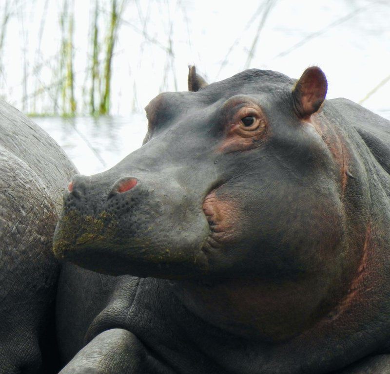 Makakatana Bay Lodge St Lucia Kwazulu Natal South Africa Hippo, Mammal, Animal, Herbivore