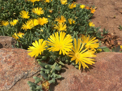 Makgabeng Farm Lodge Bochum Limpopo Province South Africa Cactus, Plant, Nature, Flower