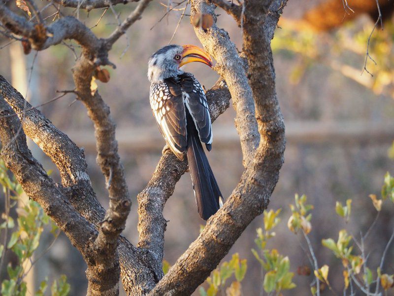 Makgabeng Farm Lodge Bochum Limpopo Province South Africa Bird, Animal