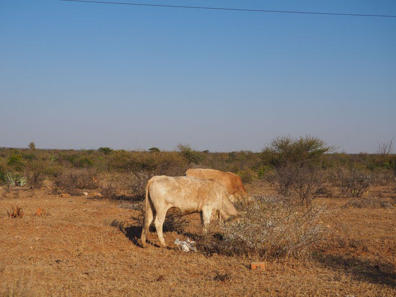 Makgabeng Farm Lodge Bochum Limpopo Province South Africa Complementary Colors, Cow, Mammal, Animal, Agriculture, Farm Animal, Herbivore, Desert, Nature, Sand, Lowland