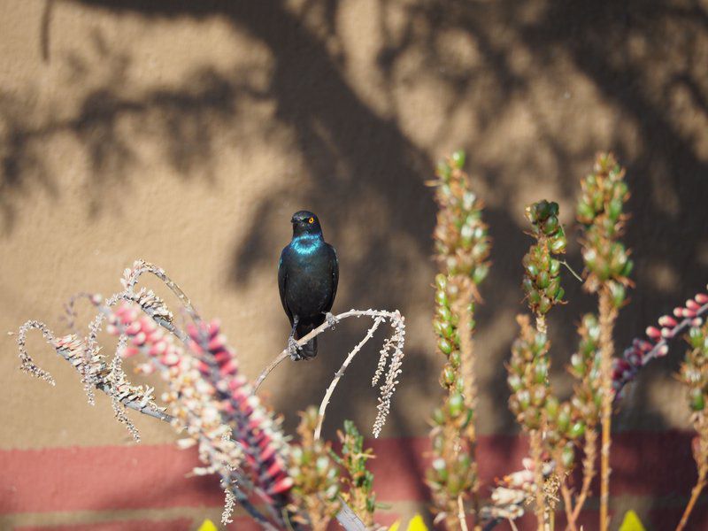 Makgabeng Farm Lodge Bochum Limpopo Province South Africa Bird, Animal