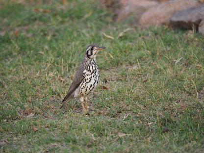 Makgabeng Farm Lodge Bochum Limpopo Province South Africa Bird, Animal