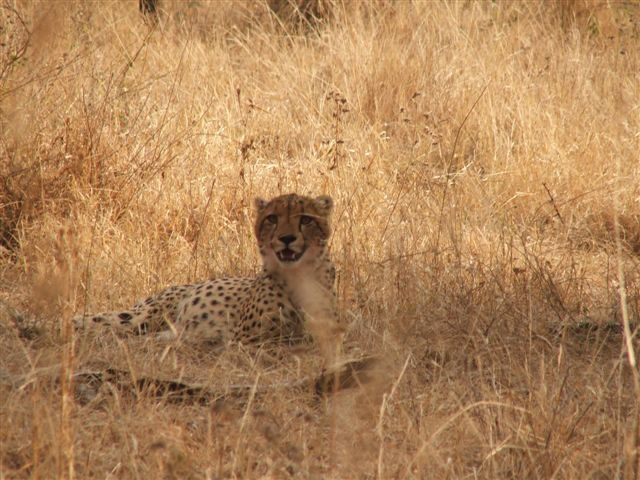 Makgokolo Game Reserve Lekgalameetse Reserve Limpopo Province South Africa Sepia Tones, Cheetah, Mammal, Animal, Big Cat, Predator