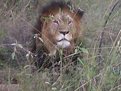 Makgokolo Game Reserve Lekgalameetse Reserve Limpopo Province South Africa Unsaturated, Lion, Mammal, Animal, Big Cat, Predator