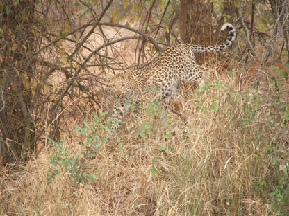 Makgokolo Game Reserve Lekgalameetse Reserve Limpopo Province South Africa Sepia Tones, Leopard, Mammal, Animal, Big Cat, Predator