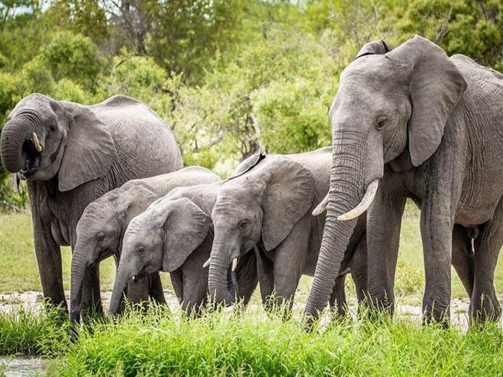 Makhasa Private Game Lodge, Elephant, Mammal, Animal, Herbivore