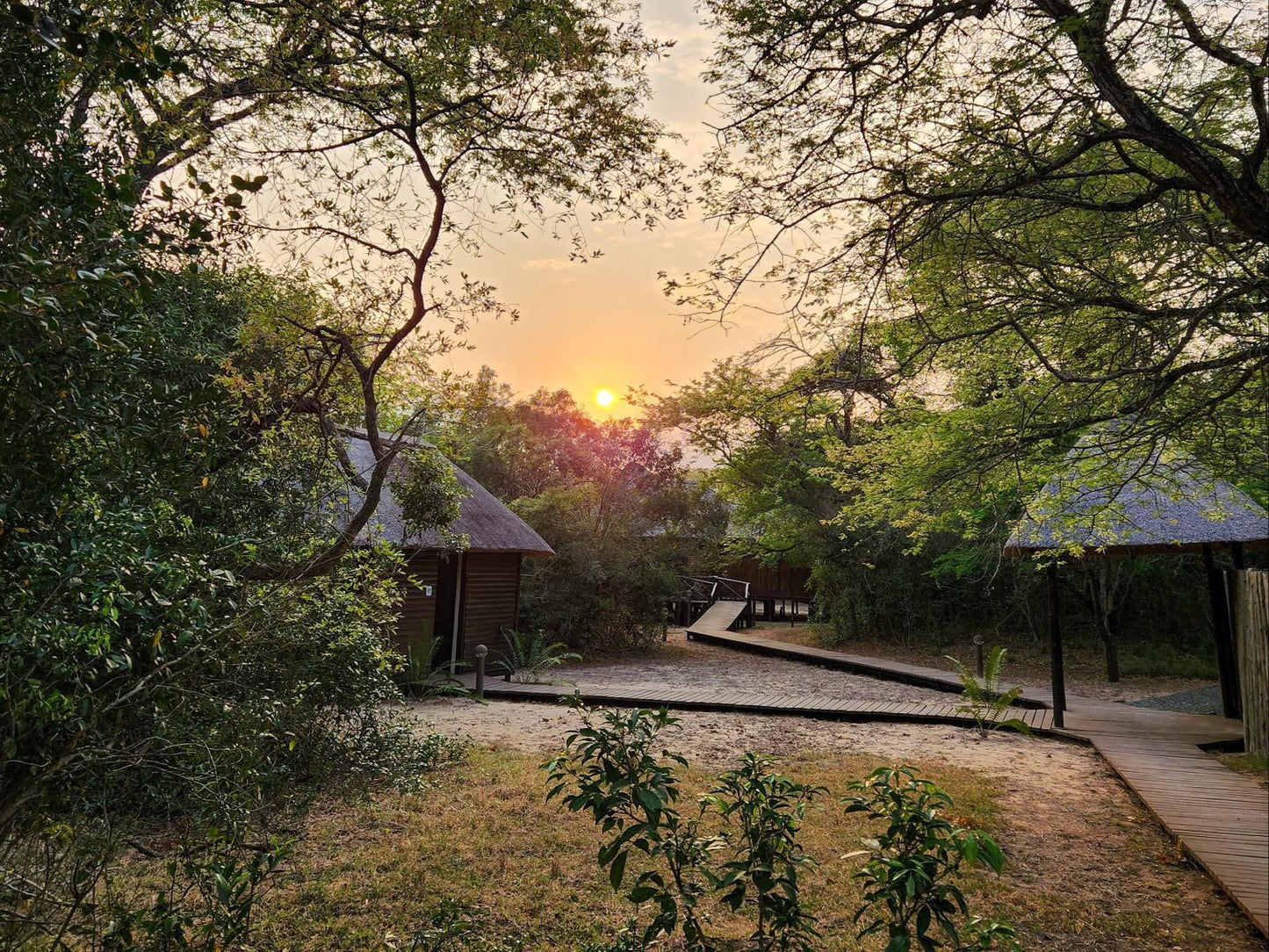 Makhasa Private Game Lodge, Tree, Plant, Nature, Wood, Sunset, Sky