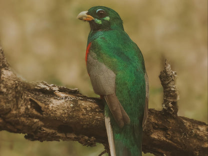 Makhasa Private Game Lodge, Parrot, Bird, Animal