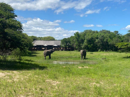 Makhasa Private Game Lodge, Animal, Lowland, Nature