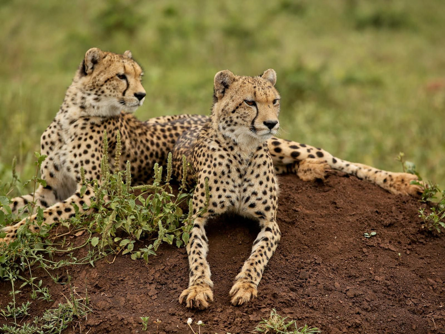 Makhasa Private Game Lodge, Cheetah, Mammal, Animal, Big Cat, Predator