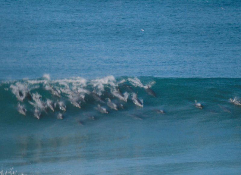 Makulu Manzi Glengarriff East London Eastern Cape South Africa Beach, Nature, Sand, Dolphin, Marine Animal, Animal, Predator, Wave, Waters, Ocean